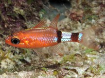 Mimic Cardinalfish - Apogon phenax