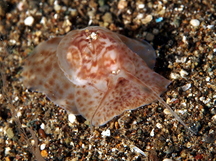natica sp. 1 - natica sp. 1