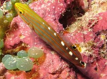 Old Glory - Amblygobius rainfordi