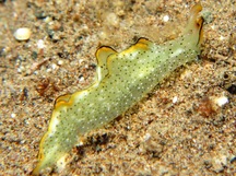 Ornate Elysia - Elysia ornata