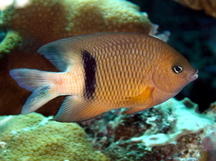 Blackbar Damselfish - Plectroglyphidodon dickii