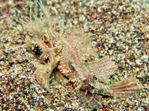 Ambon Scorpionfish - Pteroidichthys amboinensis