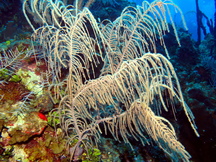 Sea Plumes - Pseudopterogorgia spp.