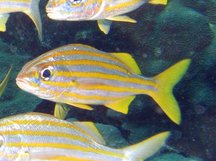 Smallmouth Grunt - Haemulon chrysargyreum