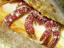 White Speckled Hermit Crab - Paguristes punticeps