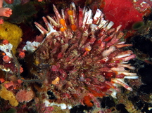 Bearded Thorny Oyster - Spondylus barbatus