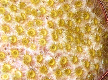 Sponge Zoanthid - Parazoanthus parasiticus