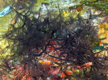 Stinging Bush Hydroid - Macrorhynchia robusta