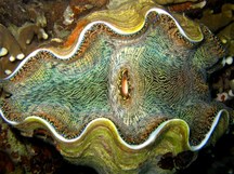 Smooth Giant Clam - Tridacna derasa