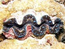 Maxima Giant Clam - Tridacna maxima
