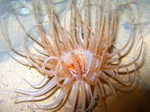 Banded Tube-Dwelling Anemone - Isarachnanthus nocturnus