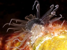 Tutle Grass Anemone - Viatrix globulifera