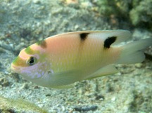 White Damselfish - Dischistodus perspicillatus