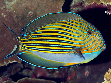 Striped Surgeonfish - Acanthurus lineatus - Palau