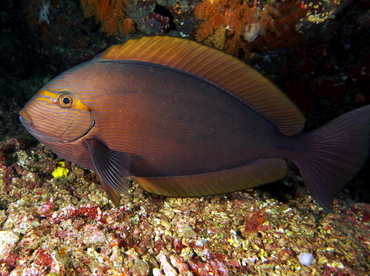 Elongate Surgeonfish - Acanthurus mata - Fiji