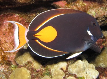 Achilles Tang - Acanthurus achilles - Lanai, Hawaii Achilles Tang - Acanthurus achilles - Lanai, Hawaii