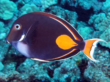 Achilles Tang - Acanthurus achilles - Lanai, Hawaii Achilles Tang - Acanthurus achilles - Lanai, Hawaii