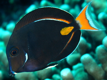 Achilles Tang - Acanthurus achilles - Big Island, Hawaii Achilles Tang - Acanthurus achilles - Big Island, Hawaii