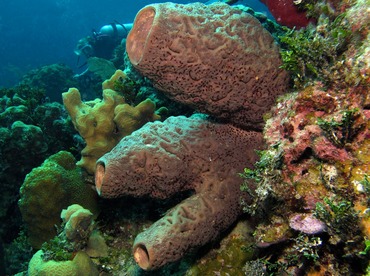 Brain Sponge - Agelas cerebrum - Nassau, Bahamas Brain Sponge - Agelas cerebrum - Nassau, Bahamas