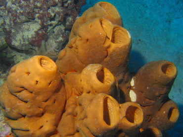 Brain Sponge - Agelas cerebrum - Turks and Caicos Brain Sponge - Agelas cerebrum - Turks and Caicos