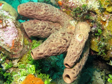 Brain Sponge - Agelas cerebrum - Nassau, Bahamas Brain Sponge - Agelas cerebrum - Nassau, Bahamas