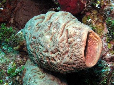 Brain Sponge - Agelas cerebrum - Nassau, Bahamas Brain Sponge - Agelas cerebrum - Nassau, Bahamas