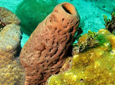 Brain Sponge - Agelas cerebrum - Nassau, Bahamas Brain Sponge - Agelas cerebrum - Nassau, Bahamas