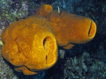Brain Sponge - Agelas cerebrum - Belize Brain Sponge - Agelas cerebrum - Belize