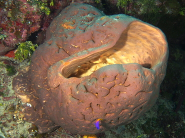 Brain Sponge - Agelas cerebrum - The Exumas, Bahamas Brain Sponge - Agelas cerebrum - The Exumas, Bahamas