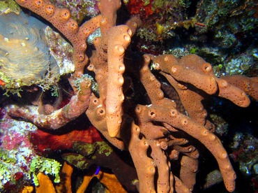 Brown Tube Sponge - Agelas conifera - Turks and Caicos Brown Tube Sponge - Agelas conifera - Turks and Caicos