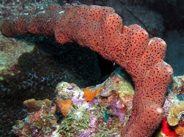 Brown Tube Sponge - Agelas conifera - Bonaire Brown Tube Sponge - Agelas conifera - Bonaire
