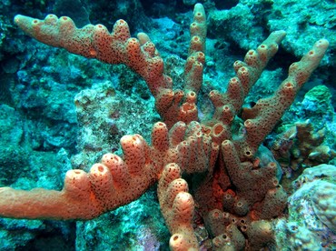Brown Tube Sponge - Agelas conifera - Bonaire Brown Tube Sponge - Agelas conifera - Bonaire