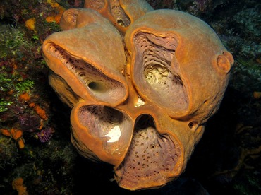 Tubulate Sponge - Agelas tubulata - Cozumel, Mexico
