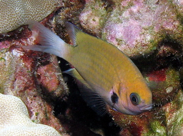 Agile Chromis - Chromis agilis - Lanai, Hawaii Agile Chromis - Chromis agilis - Lanai, Hawaii