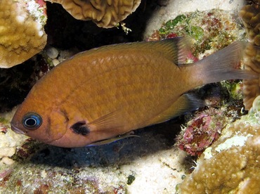 Agile Chromis - Chromis agilis - Maui, Hawaii Agile Chromis - Chromis agilis - Maui, Hawaii