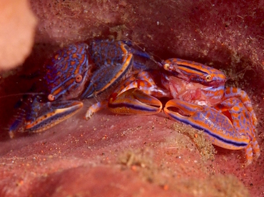 Aliaporcellana spongicola - Aliaporcellana spongicola - Bali, Indonesia