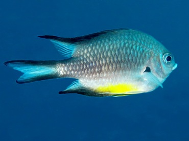 White-Belly Damselfish - Amblyglyphidodon leucogaster - Palau