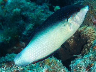 New Guinea Wrasse - Anampses neoguinaicus - Great Barrier Reef, Australia