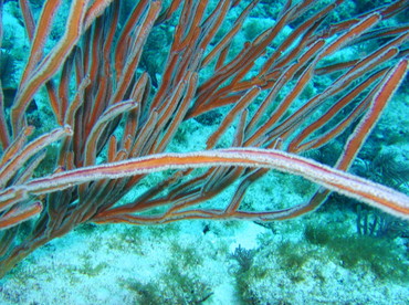 Angular Sea Whip - Pterogorgia anceps - Key Largo, Florida Angular Sea Whip - Pterogorgia anceps - Key Largo, Florida