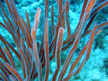 Angular Sea Whip - Pterogorgia anceps - Key Largo, Florida Angular Sea Whip - Pterogorgia anceps - Key Largo, Florida