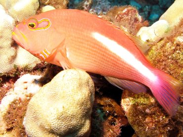 Arc-Eye Hawkfish - Paracirrhites arcatus - Maui, Hawaii Arc-Eye Hawkfish - Paracirrhites arcatus - Maui, Hawaii