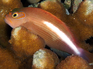 Arc-Eye Hawkfish - Paracirrhites arcatus - Palau Arc-Eye Hawkfish - Paracirrhites arcatus - Palau