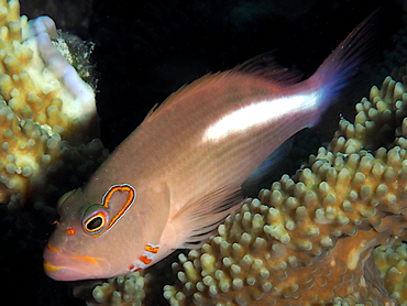 Arc-Eye Hawkfish - Paracirrhites arcatus - Great Barrier Reef, Australia Arc-Eye Hawkfish - Paracirrhites arcatus - Great Barrier Reef, Australia
