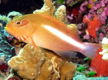 Arc-Eye Hawkfish - Paracirrhites arcatus - Palau Arc-Eye Hawkfish - Paracirrhites arcatus - Palau