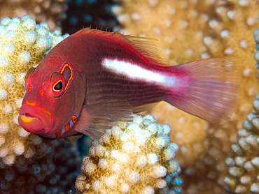 Arc-Eye Hawkfish - Paracirrhites arcatus - Yap, Micronesia Arc-Eye Hawkfish - Paracirrhites arcatus - Yap, Micronesia