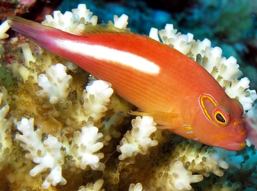 Arc-Eye Hawkfish - Paracirrhites arcatus - Palau Arc-Eye Hawkfish - Paracirrhites arcatus - Palau
