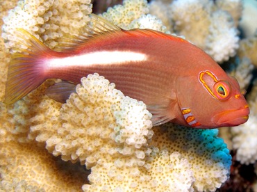 Arc-Eye Hawkfish - Paracirrhites arcatus - Maui, Hawaii Arc-Eye Hawkfish - Paracirrhites arcatus - Maui, Hawaii