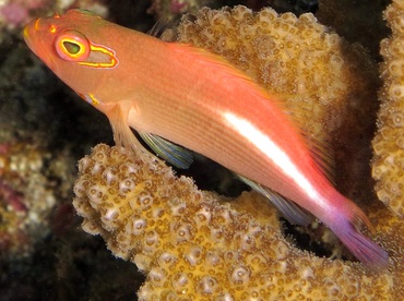 Arc-Eye Hawkfish - Paracirrhites arcatus - Lanai, Hawaii Arc-Eye Hawkfish - Paracirrhites arcatus - Lanai, Hawaii