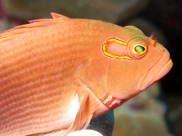 Arc-Eye Hawkfish - Paracirrhites arcatus - Lanai, Hawaii Arc-Eye Hawkfish - Paracirrhites arcatus - Lanai, Hawaii