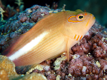 Arc-Eye Hawkfish - Paracirrhites arcatus - Fiji Arc-Eye Hawkfish - Paracirrhites arcatus - Fiji